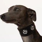 Bow Wow Haus Hound Collar by Hiro And Wolf